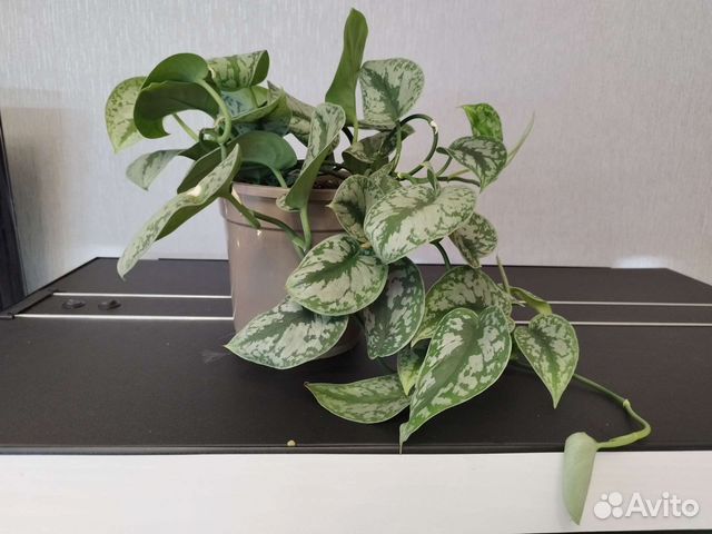 Сциндапсус пиктус,Голден потос