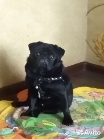 Мопс вязка мальчик