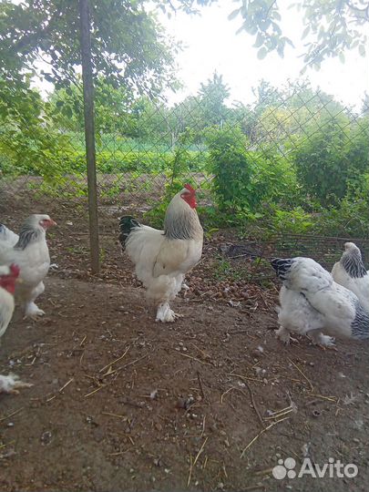 Куры Колумбийская Брама