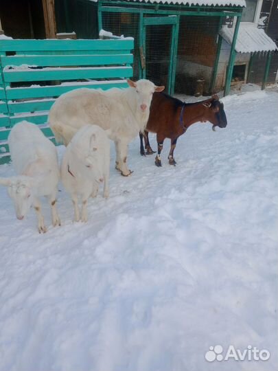 Козье молоко