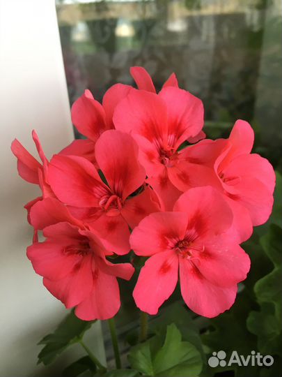 Пеларгония герань