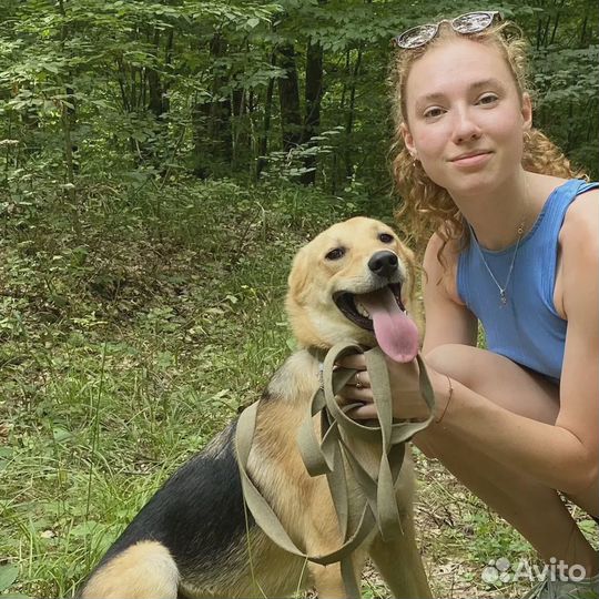 Метель стерилизованная годовалая красотка