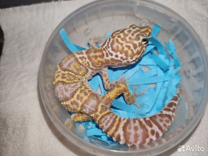 Малыши эублефары самцы