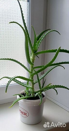 Алоэ древовидный (лекарственный)