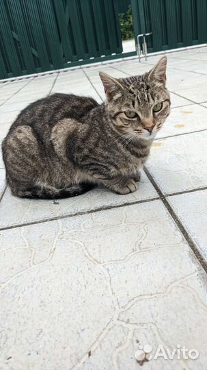 Котята Котенок Кошка