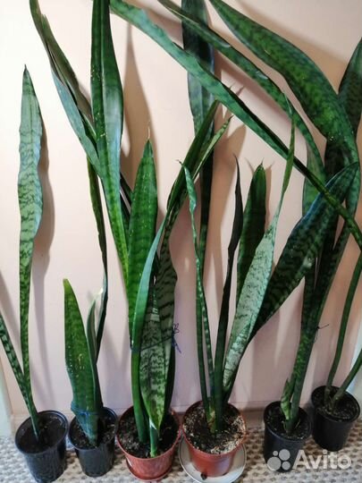 Сансевиера Щучий Хвост