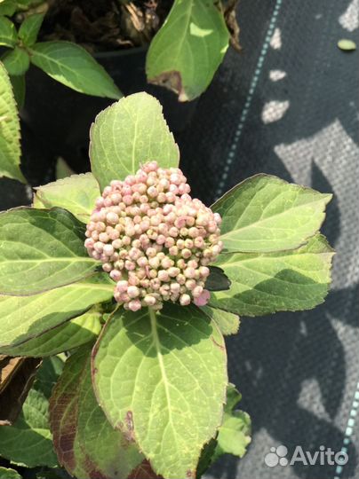 Гортензия крупнолистная