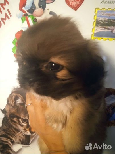 Щенки пекинеса