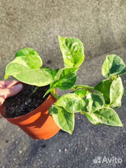 Эпипремнум н-Джой - Epipremnum N-Joy