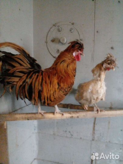 Куры несушки