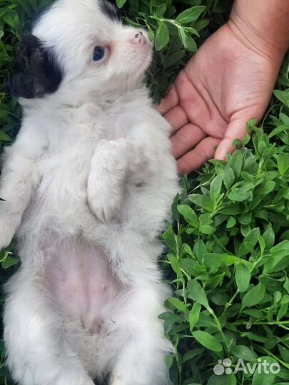 Чишки малышки