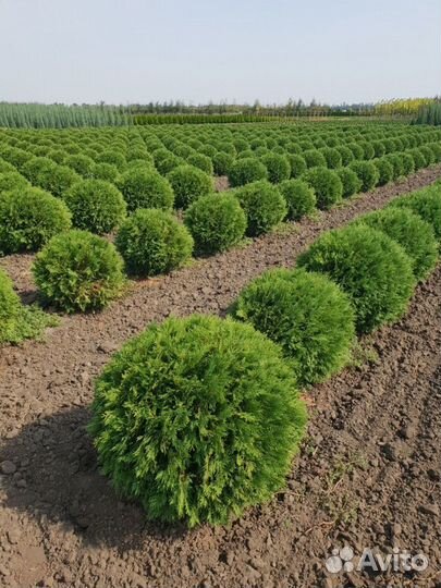 Туя западная вудварди Высота от 25см