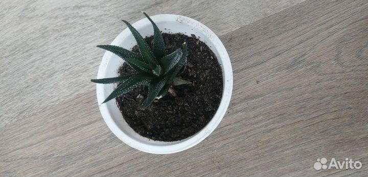 Сансевиерия