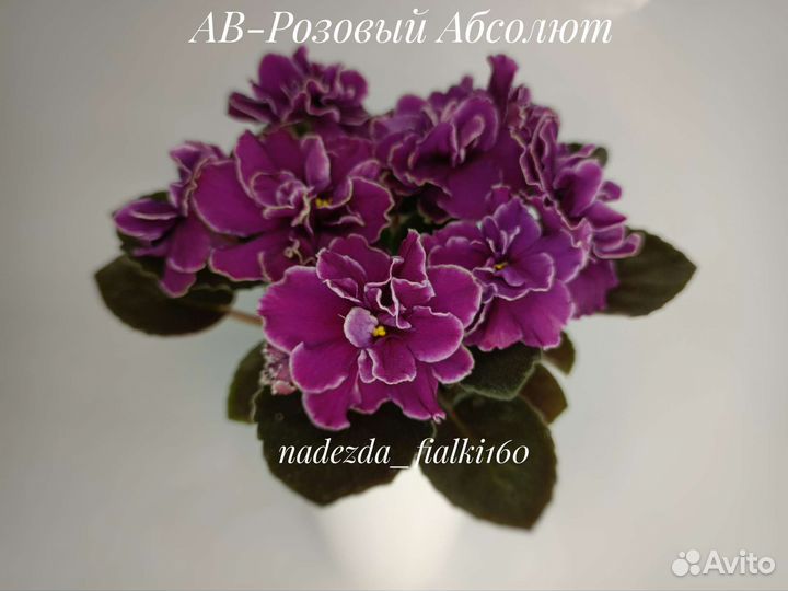 Сортовые фиалки