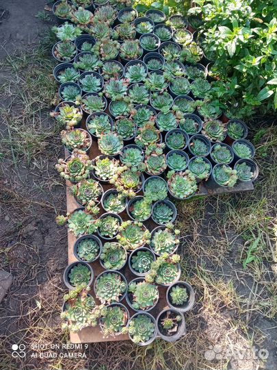 Растения для дома и сада