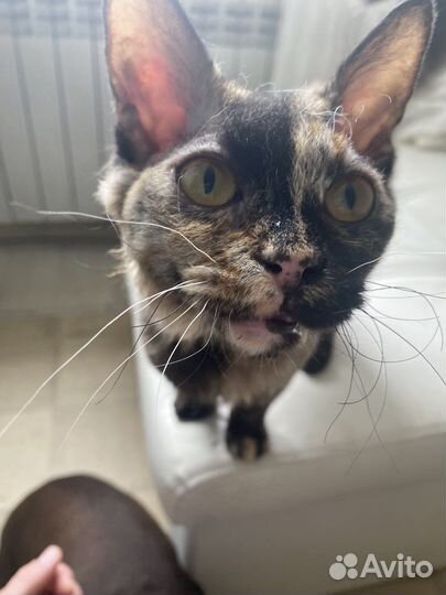 Кошка в дар