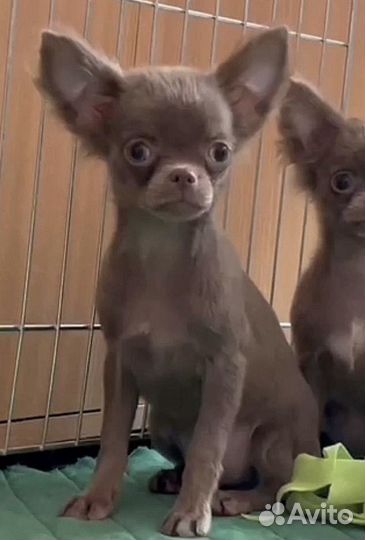 Девочка лиловая