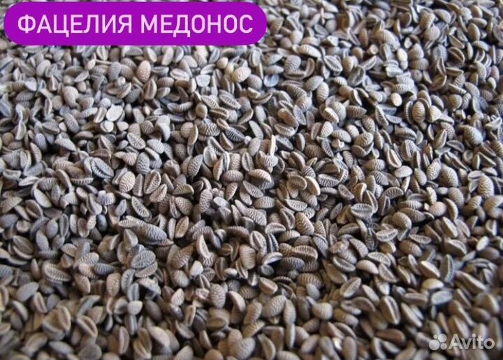 Фацелия,Вика 2023 года