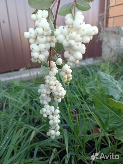 Снежноягодник