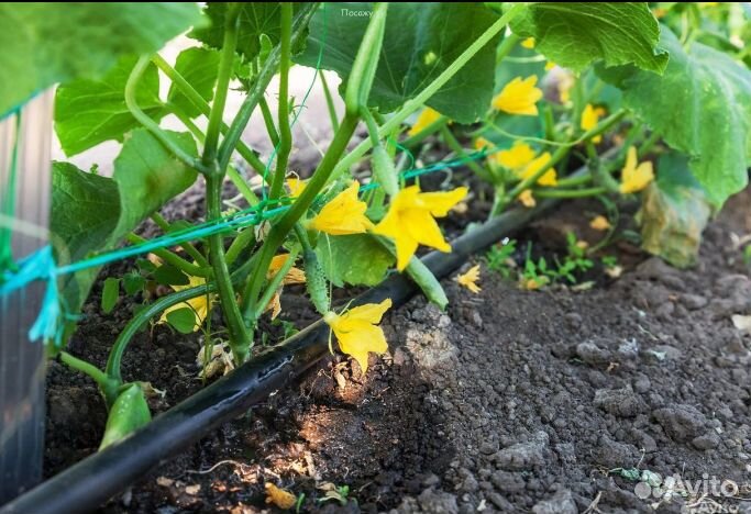 Капельная лента zelna урожайная