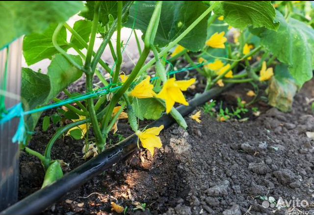 Капельная лента zelna урожайная