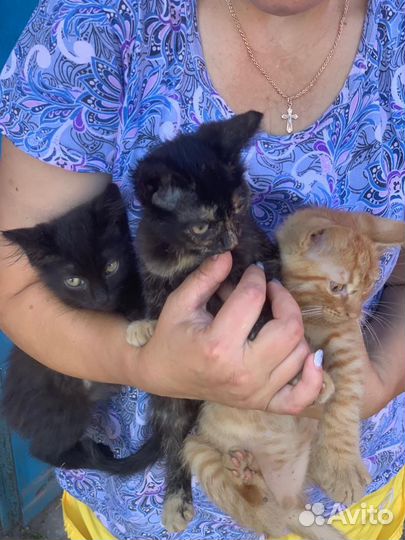 Котята в добрые руки