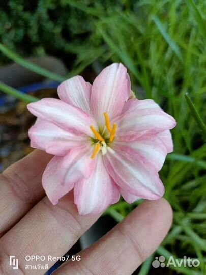 Цветы драцена