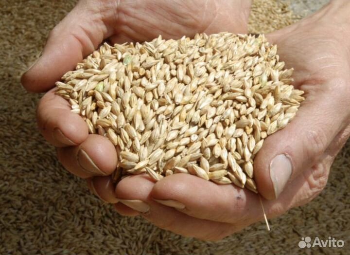 Зерно пшеница ячмень