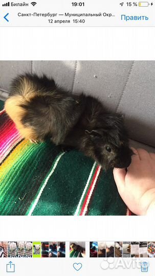 Морская свинка, самец 1 год