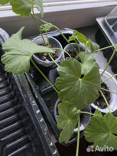 Пеларгония герань Ungarisk Appleblossom