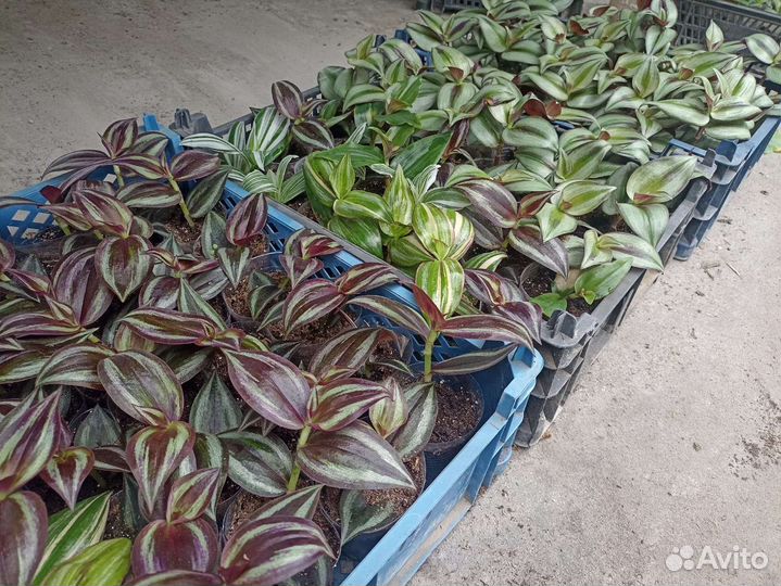 Традисканция