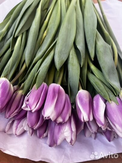 Тюльпаны на 8 Марта