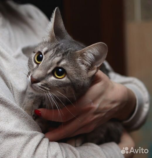 Кошечка в самые лучшие ручки