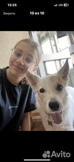 Выгул собак, зооняня, передержка собак и кошек