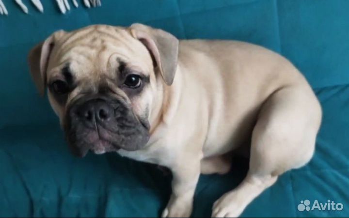 Бульдог французский щенки ищут дом