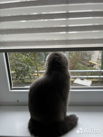 Шотландская кошка вязка