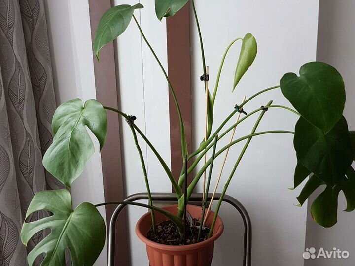 Растение монстера для озеленения помещений
