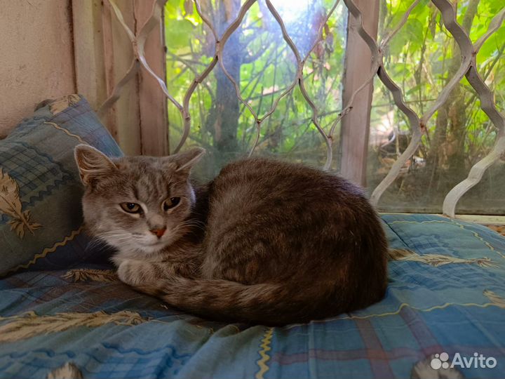 Кошка ищет дом