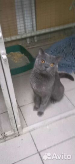 Кошка в дар