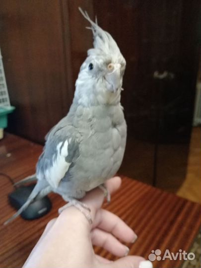 Ручной попугай корелла