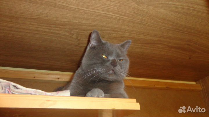 Домашняя передержка кошек и небольших собак