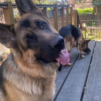 Немецкая овчарка, щенок