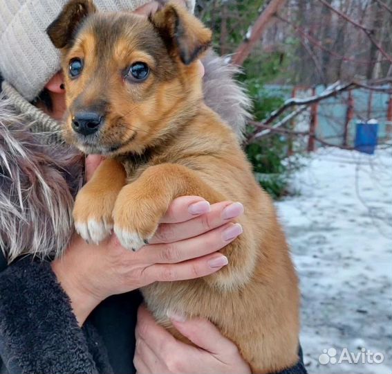 В добрые руки