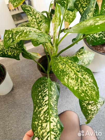 Дифенбахия есть 2 шт