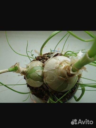 Индийский лук/ Птицемлечник хвостатый