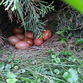 Яйцо куриное,перепелиные,утки домашнее