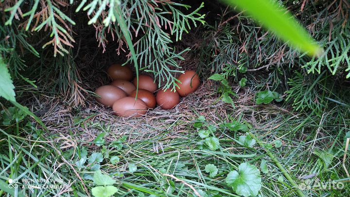 Яйцо куриное,перепелиные,утки домашнее