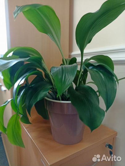 Комнатный цветок Эухарис