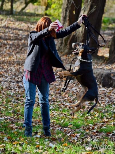 Щенки стандартного бультерьера