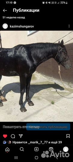 Лошадь жеребец